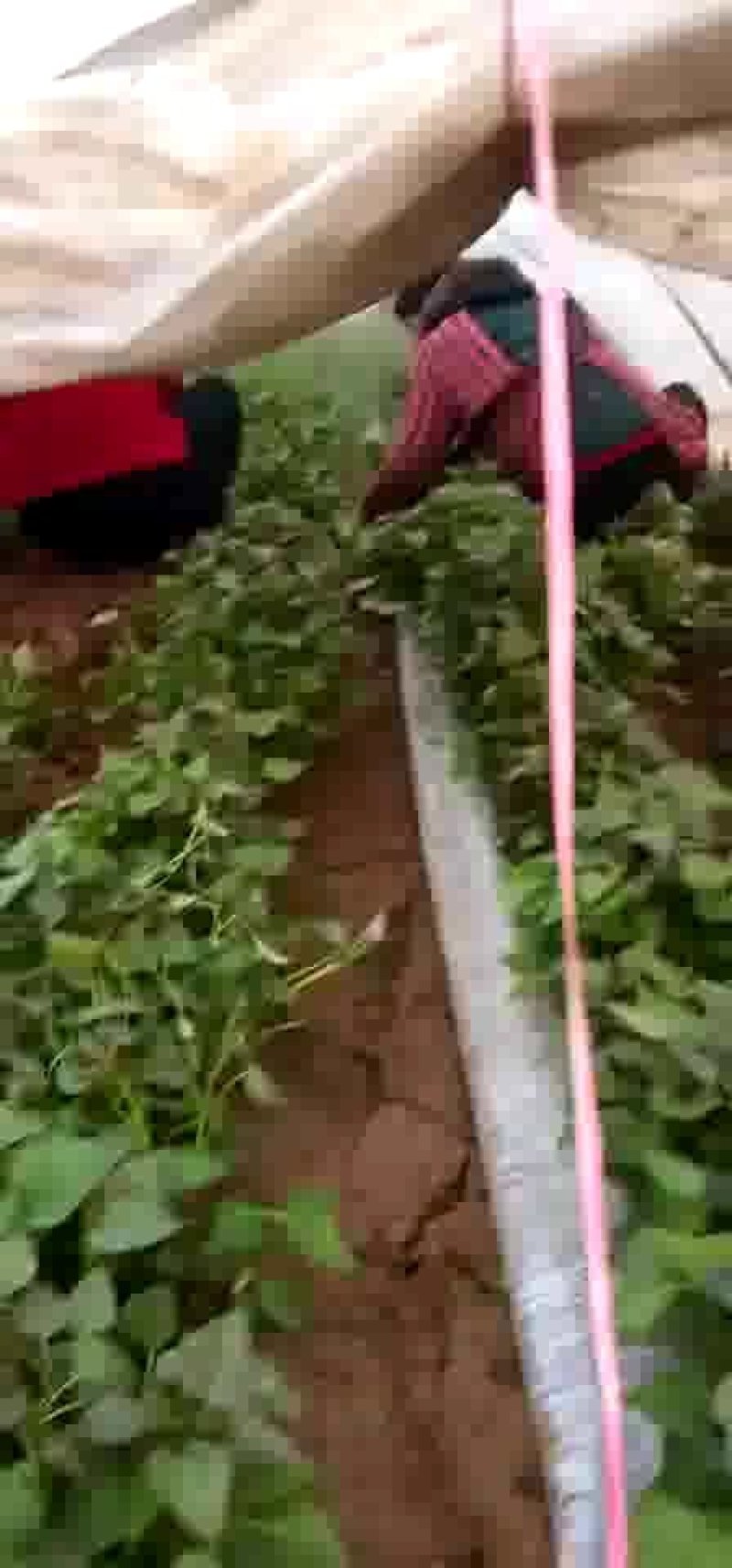 禹州红薯-烟薯一手货源量大优惠欢迎咨询采购