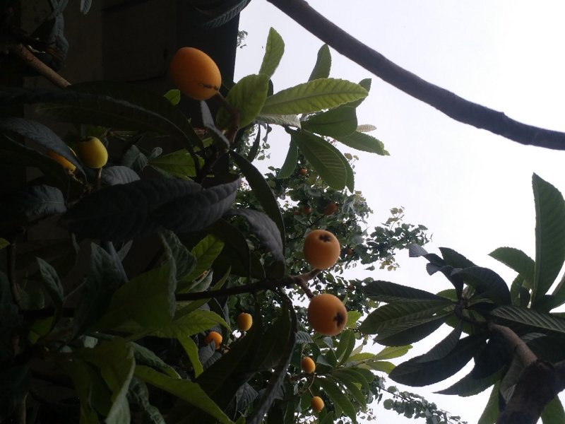 【桃】绵阳精品毛桃现摘现发可视频看货口口香甜