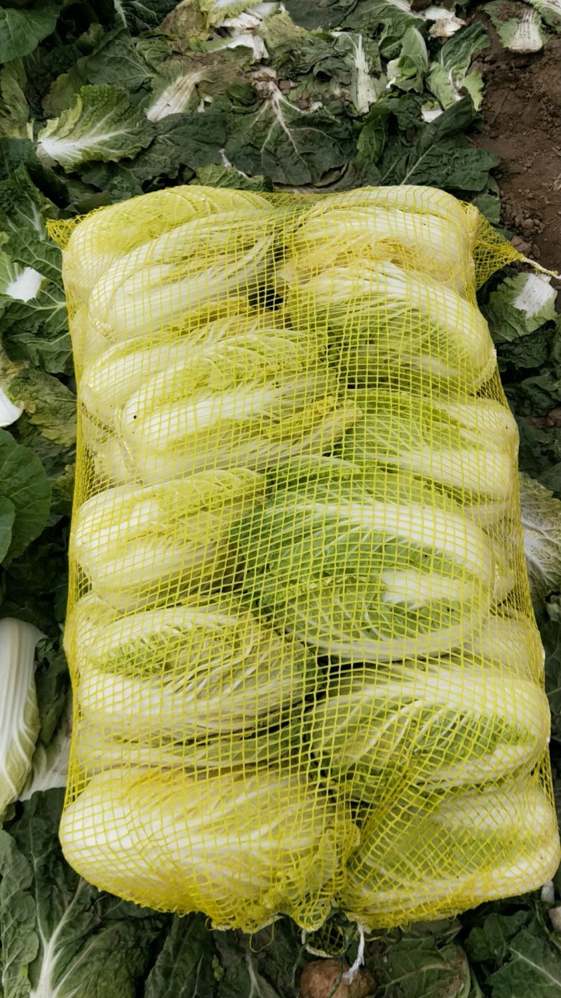 娃娃菜