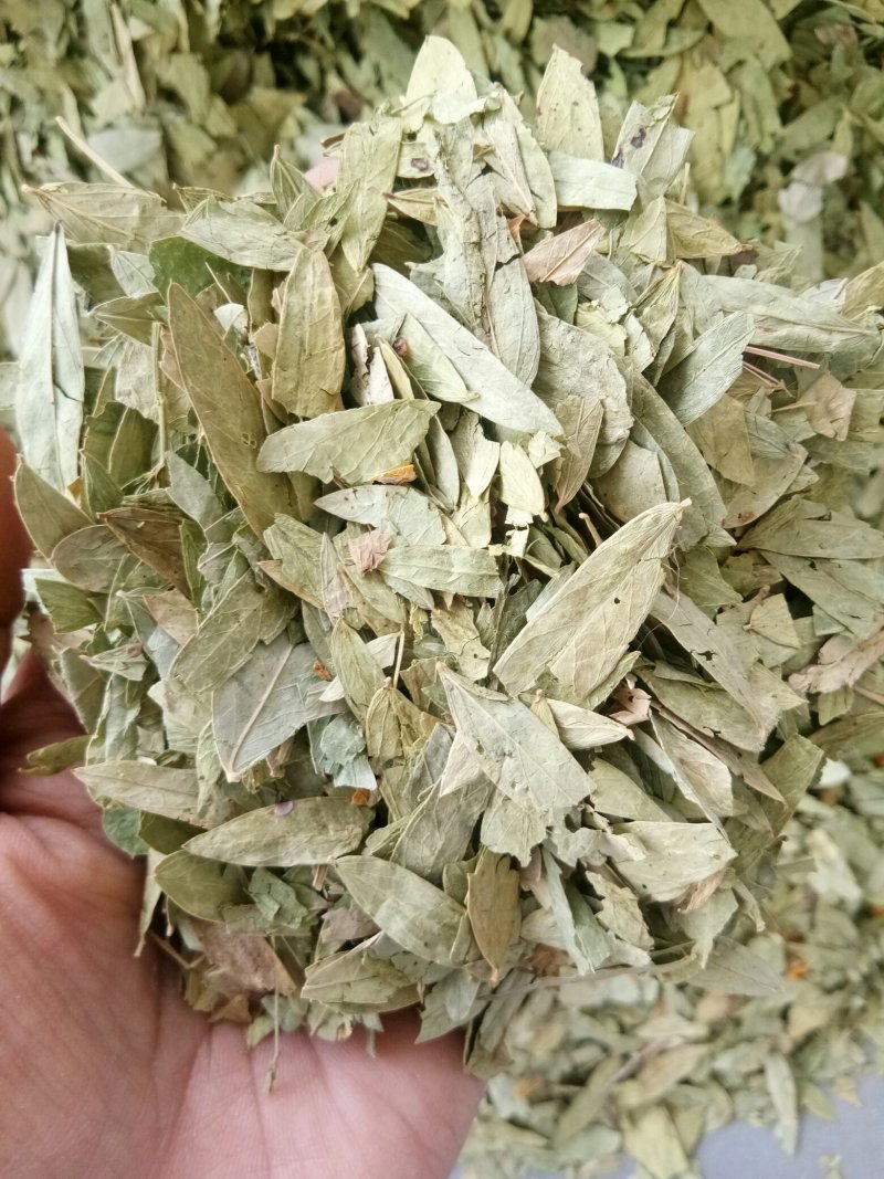番泻叶小叶干净无杂便通秘茶量大从优一公斤起