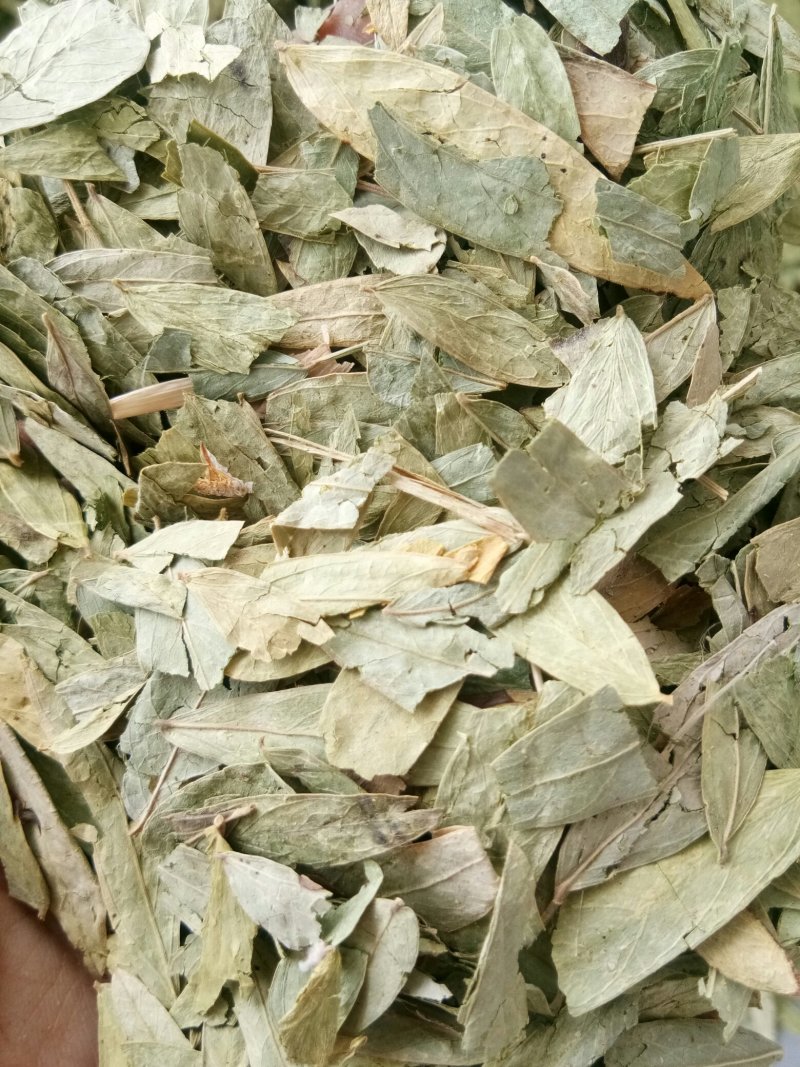 番泻叶小叶干净无杂便通秘茶量大从优一公斤起