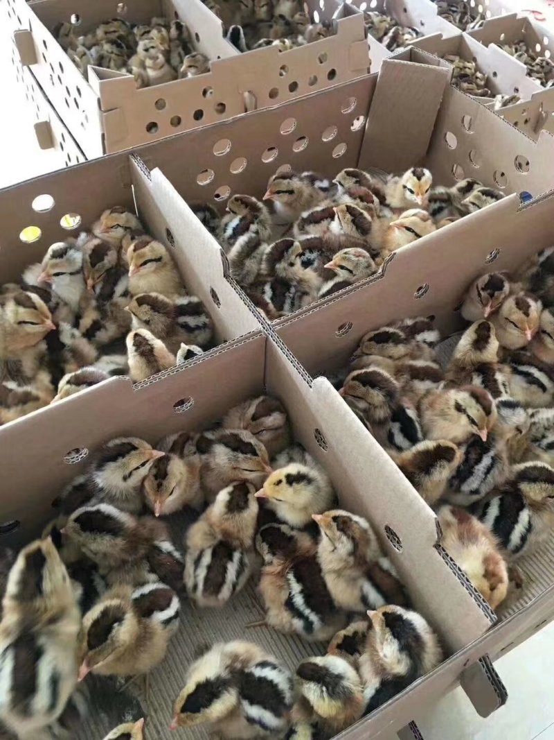 青脚麻鸡苗～大种