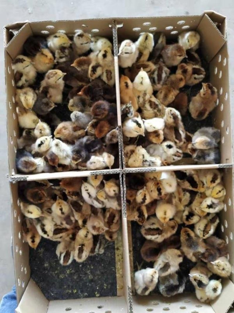 麻羽高产绿壳蛋鸡苗