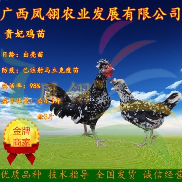 贵妃鸡苗