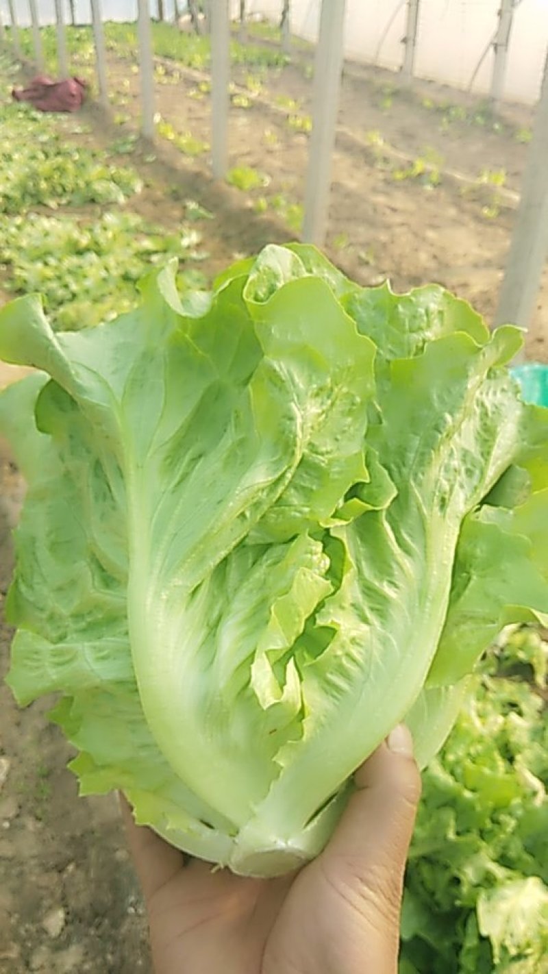 意大利生菜大量上市，专业产地代办，长期供应