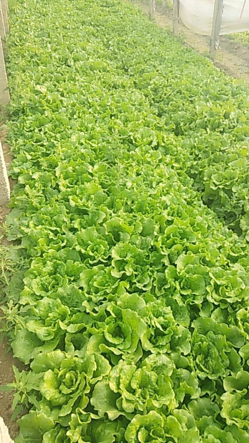 意大利生菜大量上市，专业产地代办，长期供应