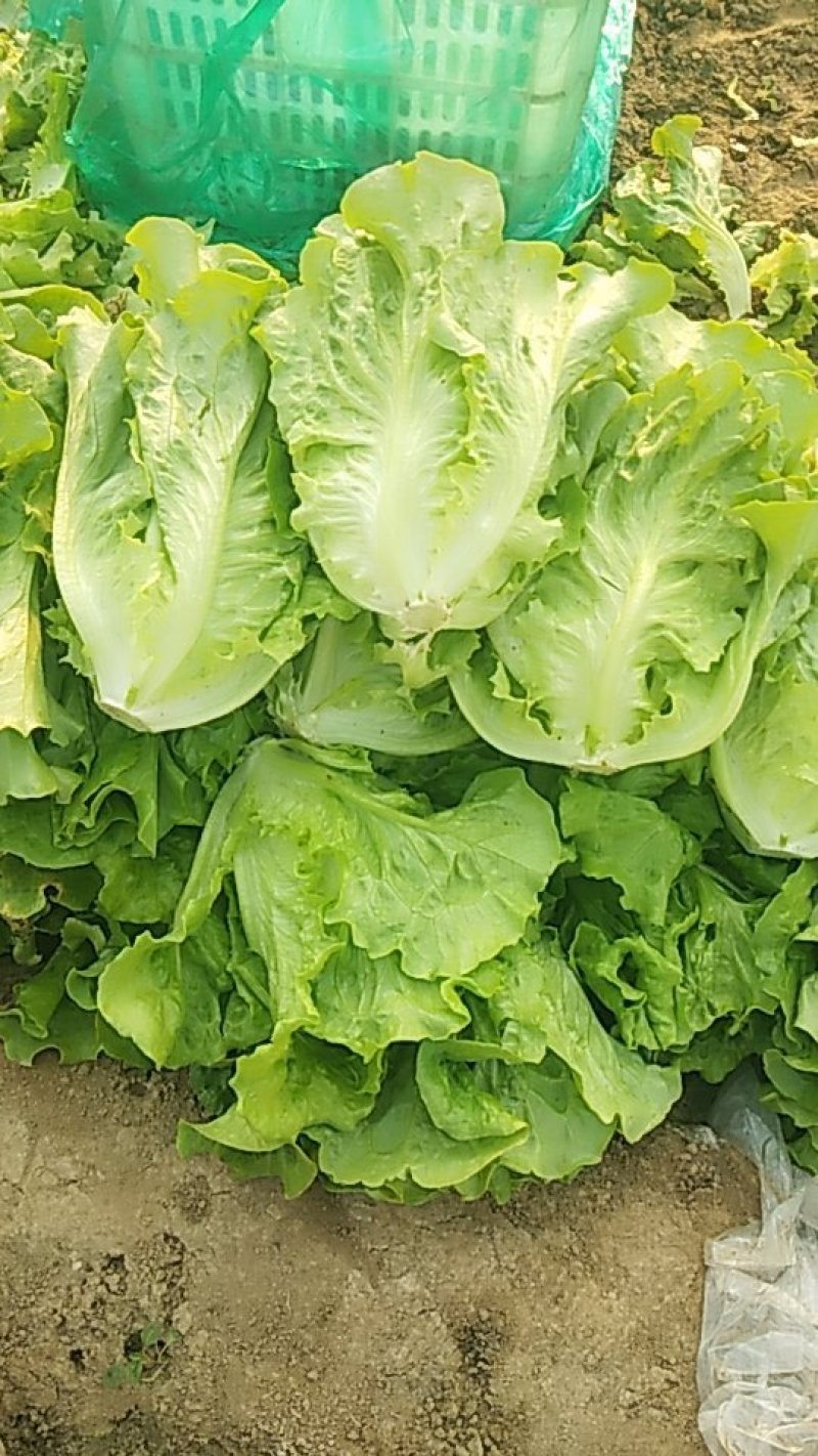 意大利生菜大量上市，专业产地代办，长期供应