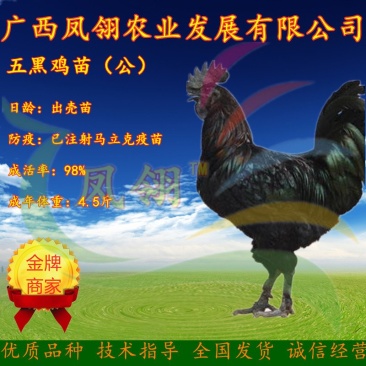 五黑绿壳鸡苗