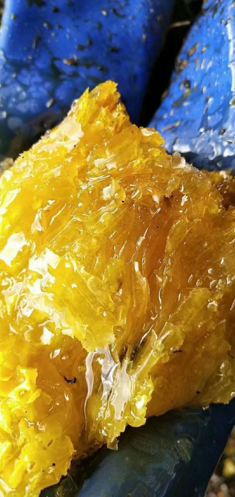 云南野生蜂蜜，营养价值是普通蜂蜜的几倍