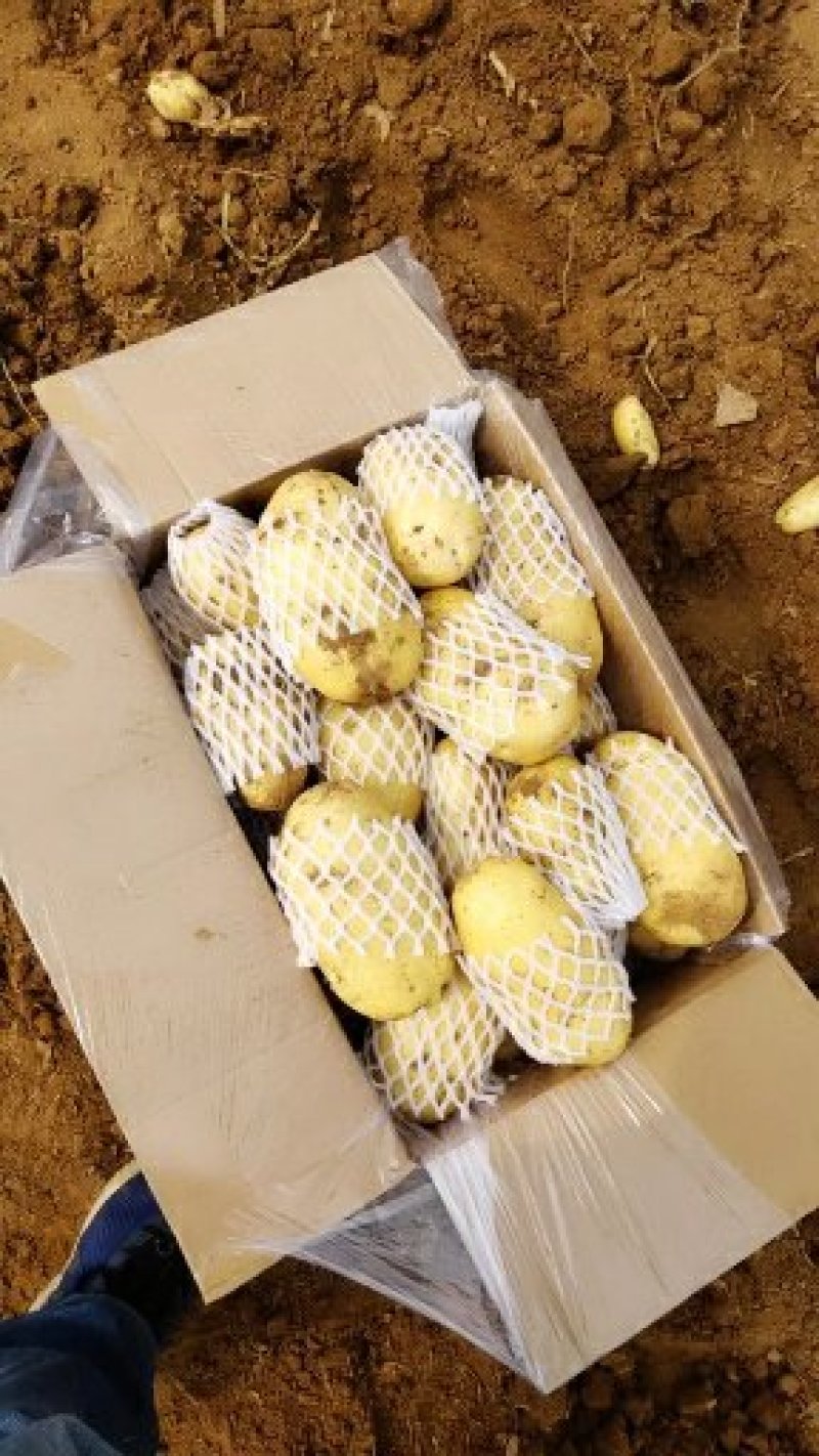 荷兰十五新土豆精品产地供应价格优