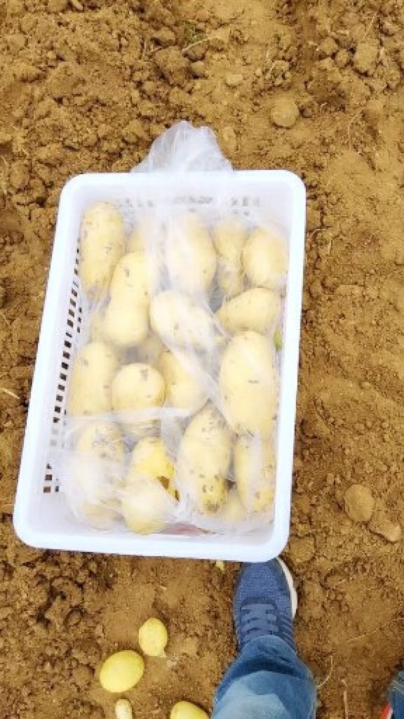 荷兰十五新土豆精品产地供应价格优