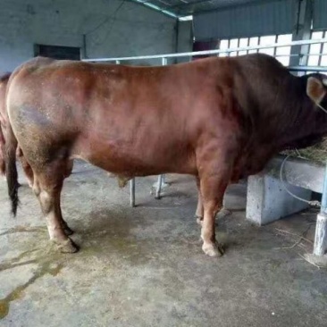 肉牛，黄牛，改良肉牛，鲁西黄牛，肉牛犊，