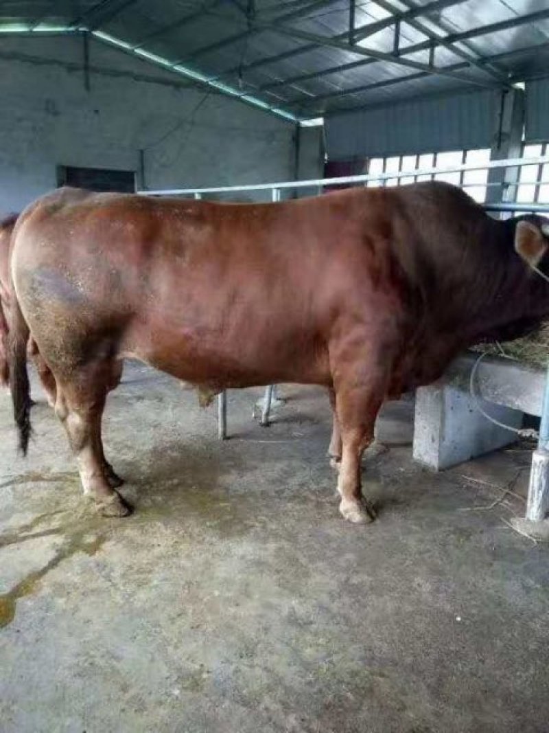 肉牛，黄牛，改良肉牛，鲁西黄牛，肉牛犊，
