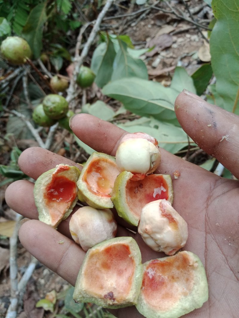 老鼠核桃