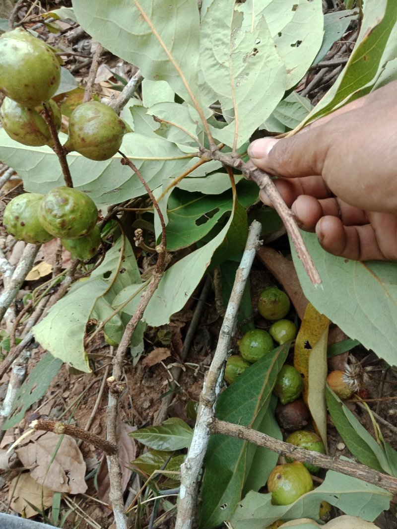 老鼠核桃