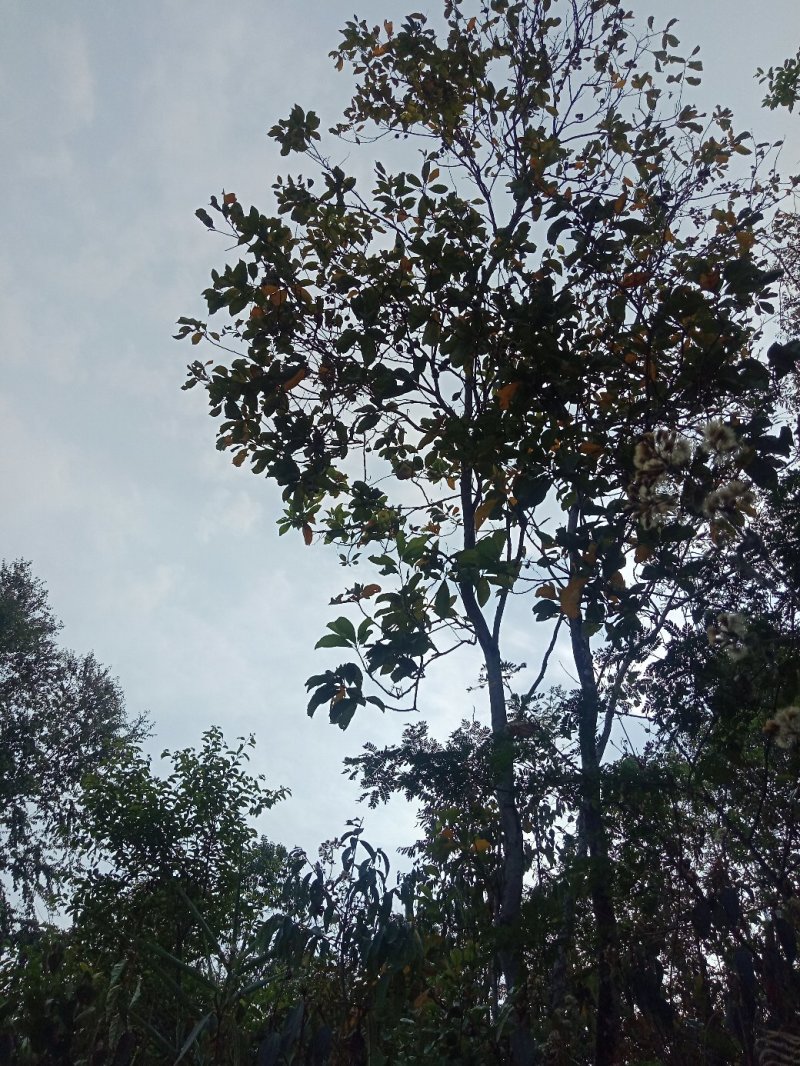 老鼠核桃