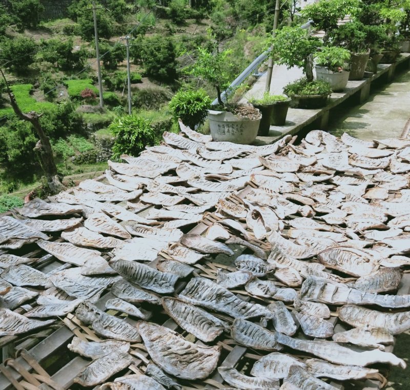 江南特产，嵊州毛笋干散包装，基地直供放心购买