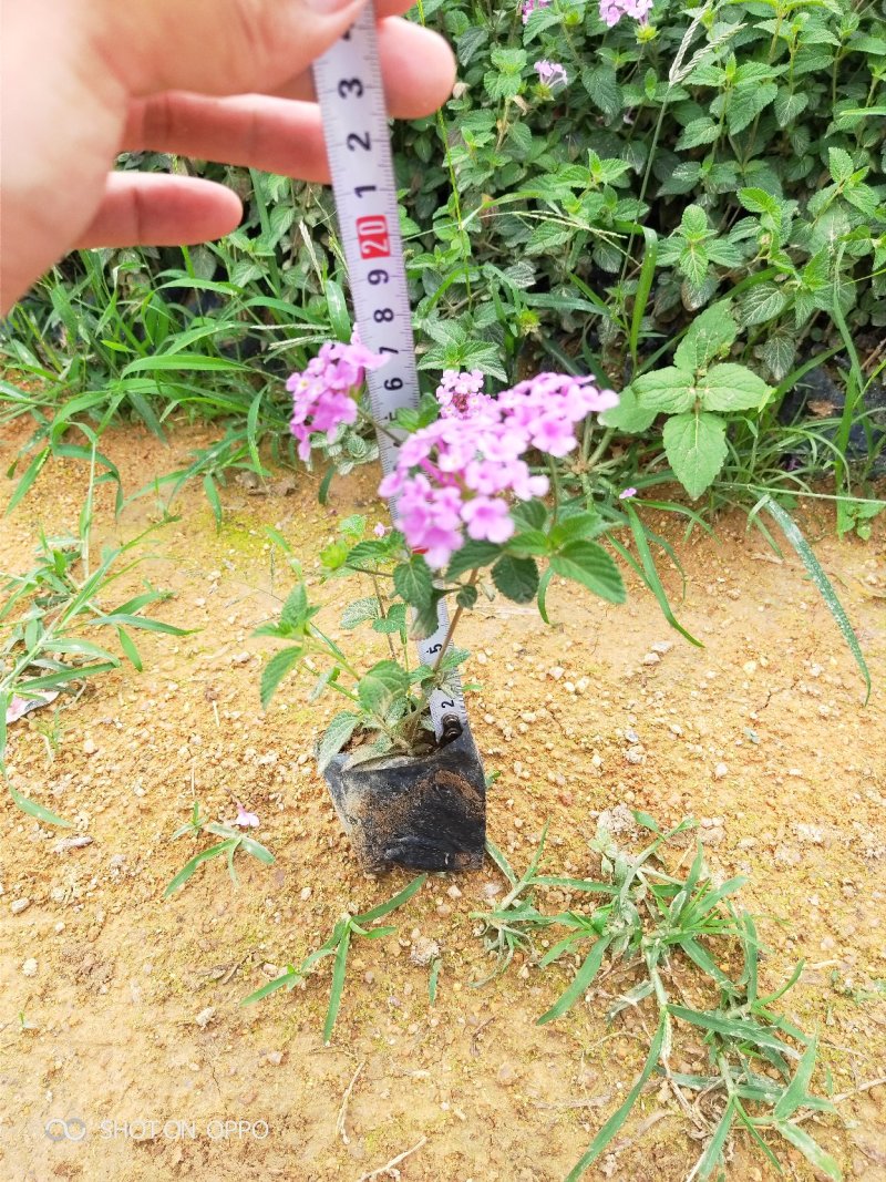 马缨丹高15到30厘米福建漳州绿化苗木基地花卉基地