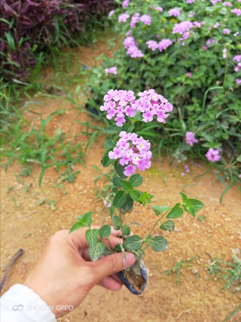 马缨丹高15到30厘米福建漳州绿化苗木基地花卉基地