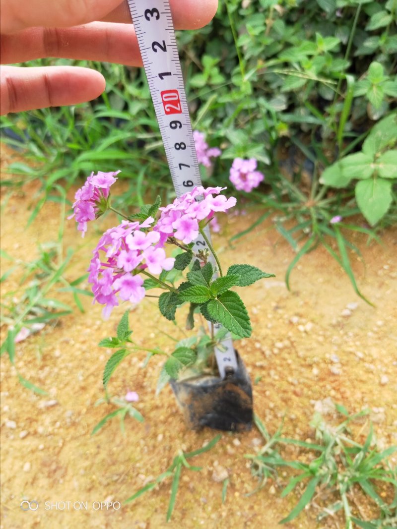 马缨丹高15到30厘米福建漳州绿化苗木基地花卉基地