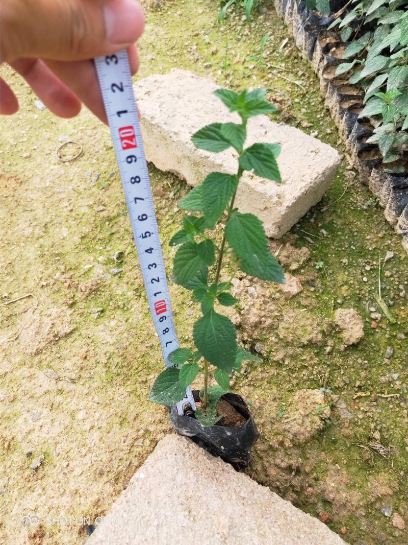 马缨丹高15到30厘米福建漳州绿化苗木基地花卉基地