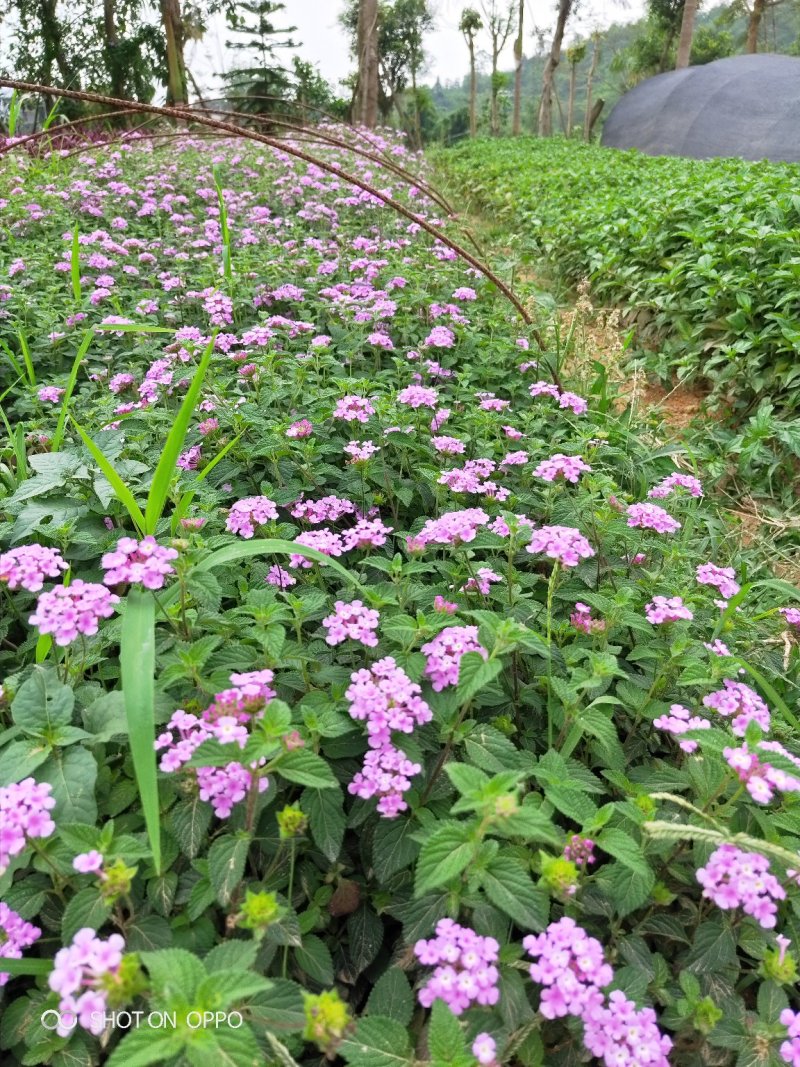 马缨丹高15到30厘米福建漳州绿化苗木基地花卉基地