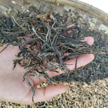 薄荷塘头春