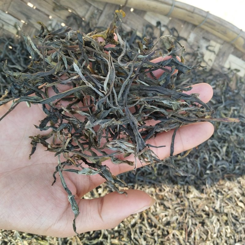 薄荷塘头春