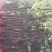 黄栌