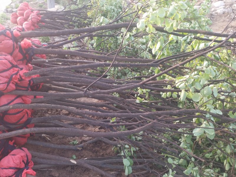 黄栌