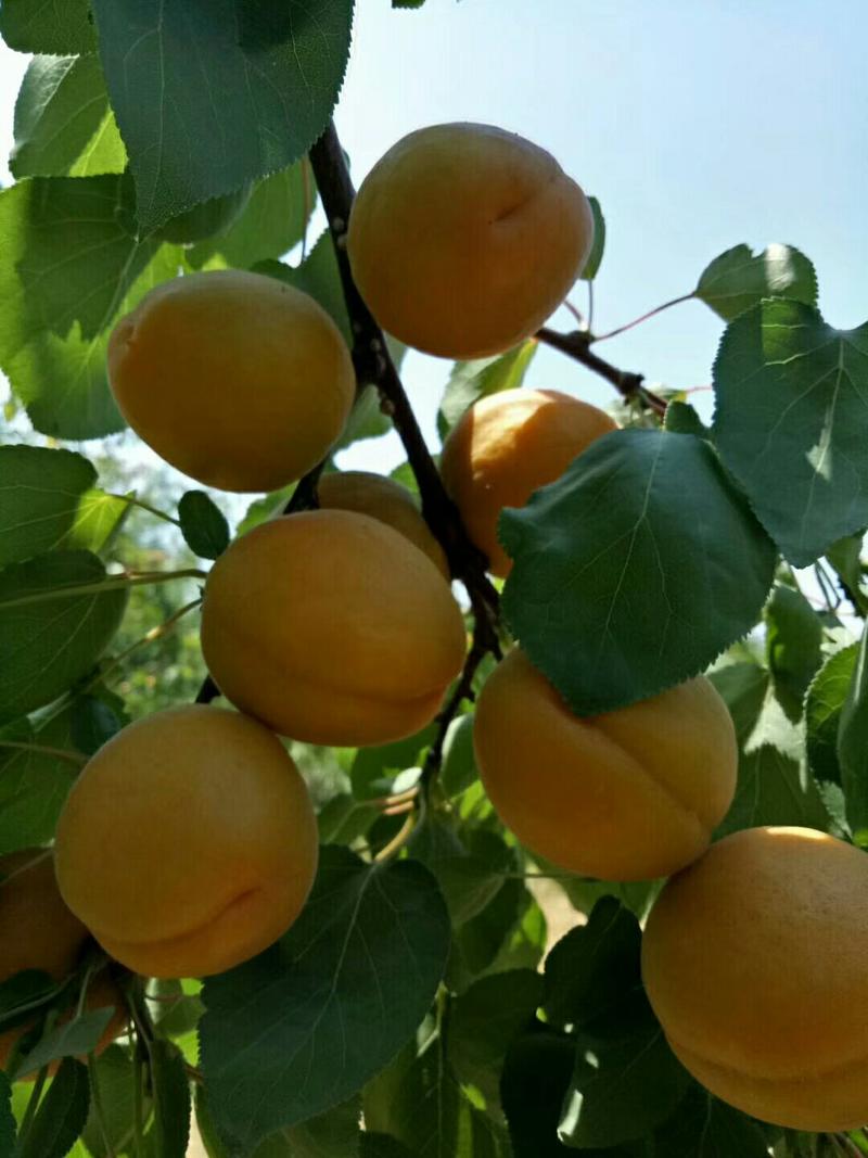 黄土高坡陆地金太阳杏，个头大，成熟早
