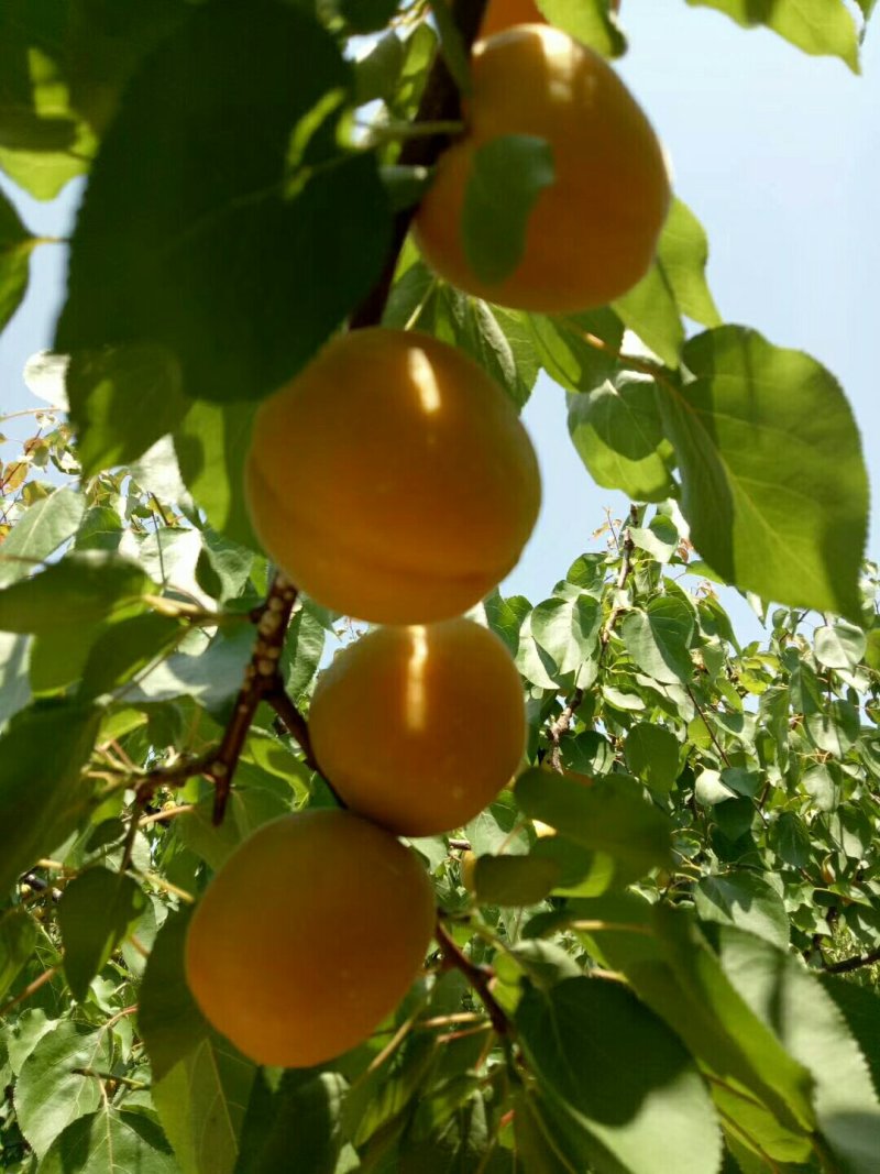 黄土高坡陆地金太阳杏，个头大，成熟早