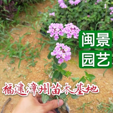 马缨丹高15到30厘米福建漳州绿化苗木基地花卉基地