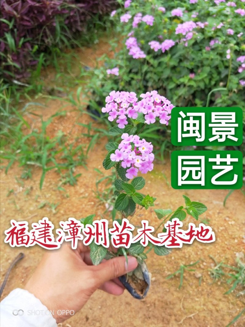 马缨丹高15到30厘米福建漳州绿化苗木基地花卉基地
