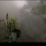 弯弓春茶