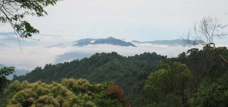 弯弓春茶