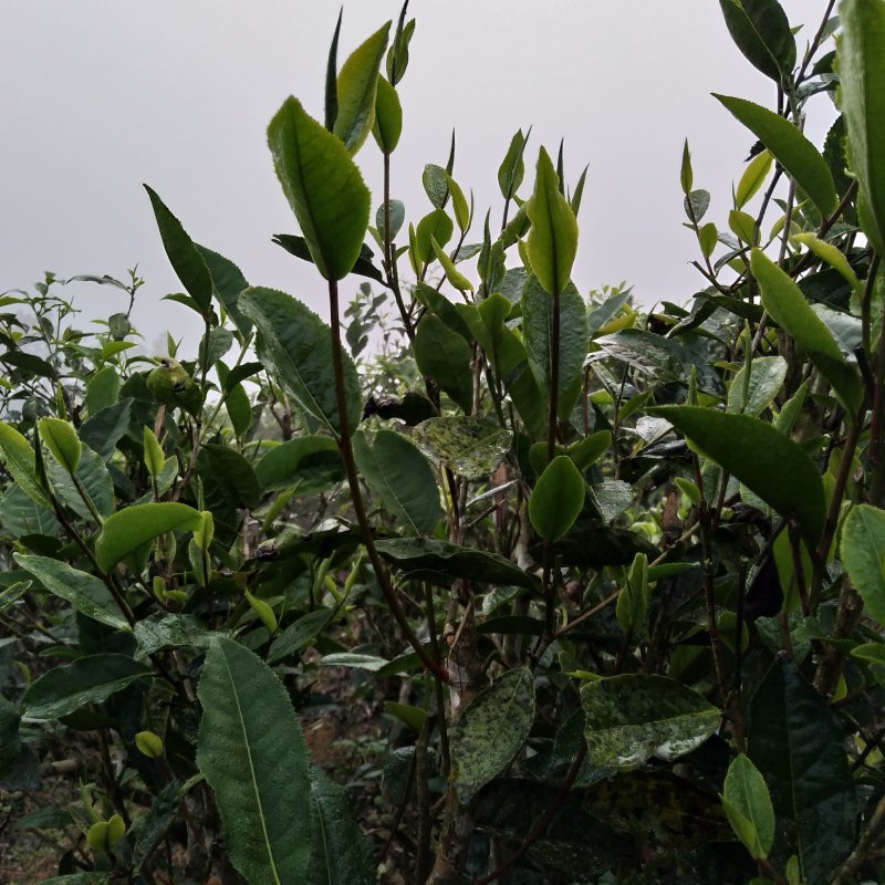 弯弓春茶