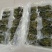 香椿芽