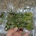 香椿芽