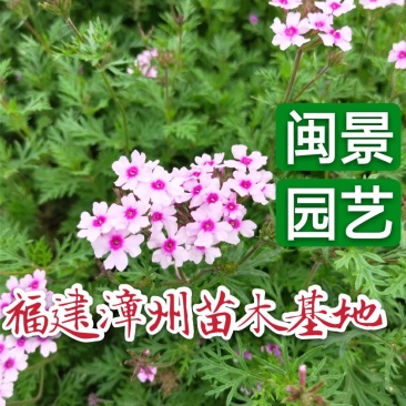 美女樱高15到25福建漳州闽景园艺场