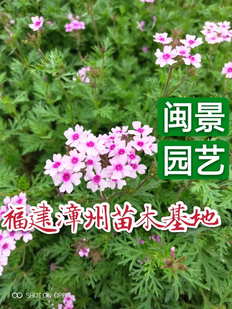 美女樱高15到25福建漳州闽景园艺场