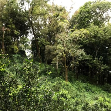 弯弓古树