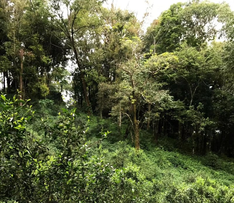 弯弓古树
