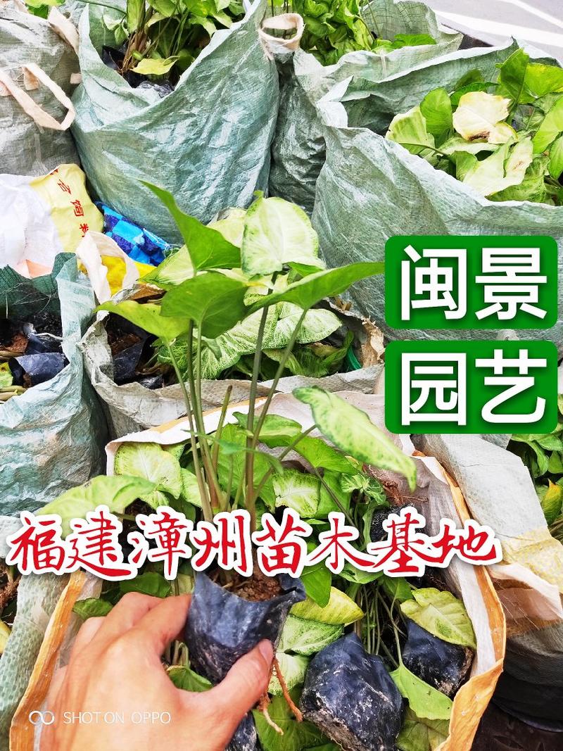 合果芋高25–30福建漳州闽景园艺场