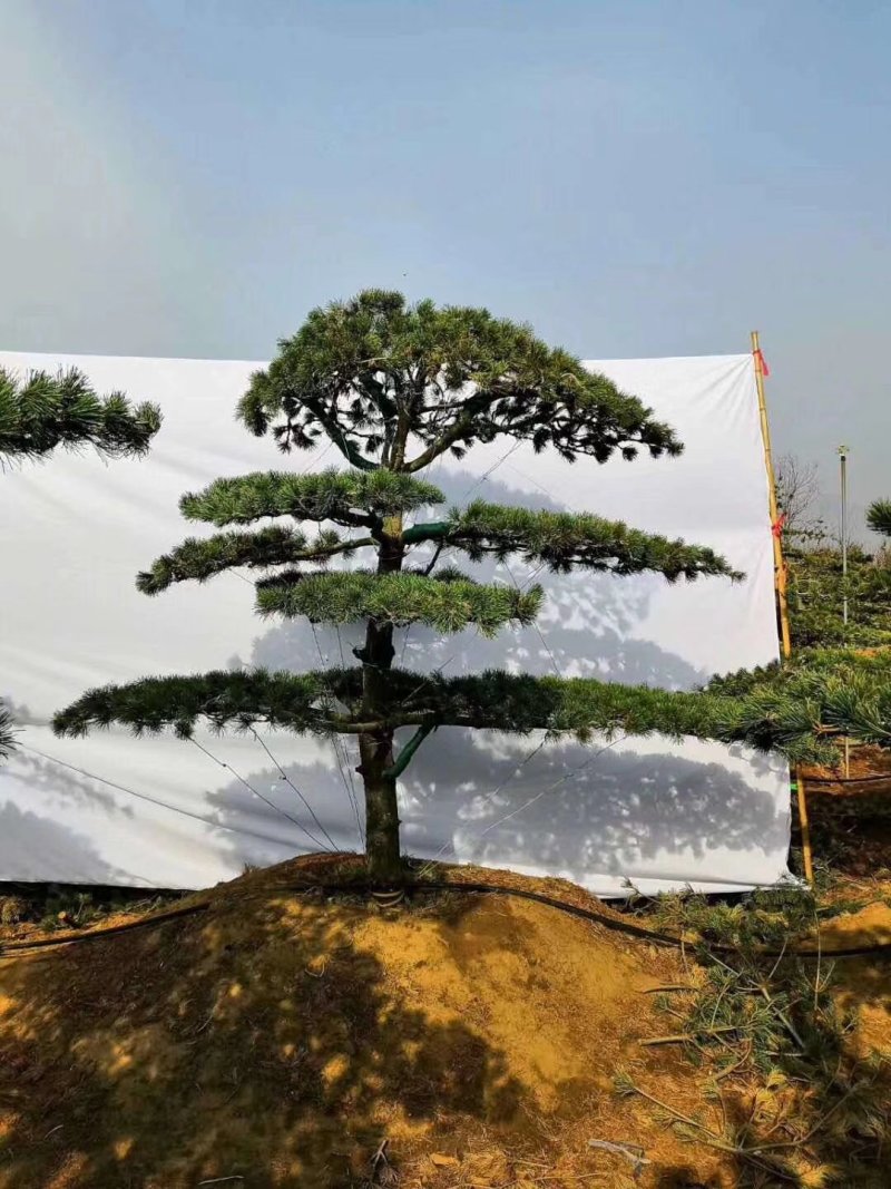 五针松