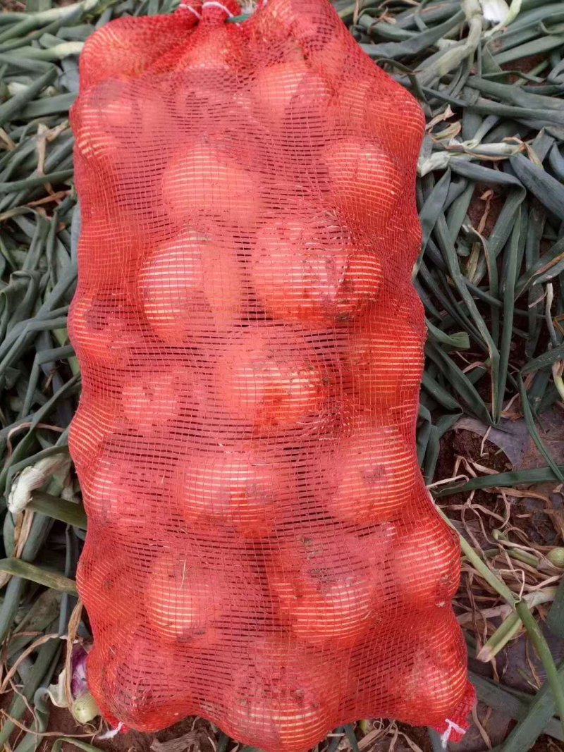 黄皮洋葱，产地直供，大小均匀，欢迎选购