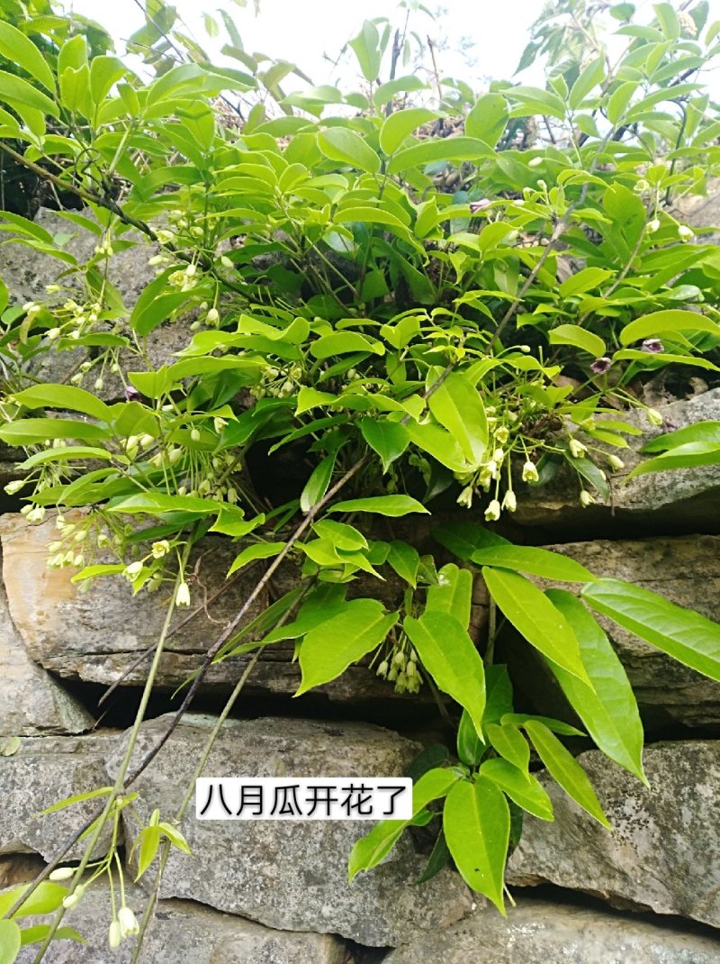 果树苗改良品种八月瓜苗木通八月炸水果野香蕉新奇藤本果树盆