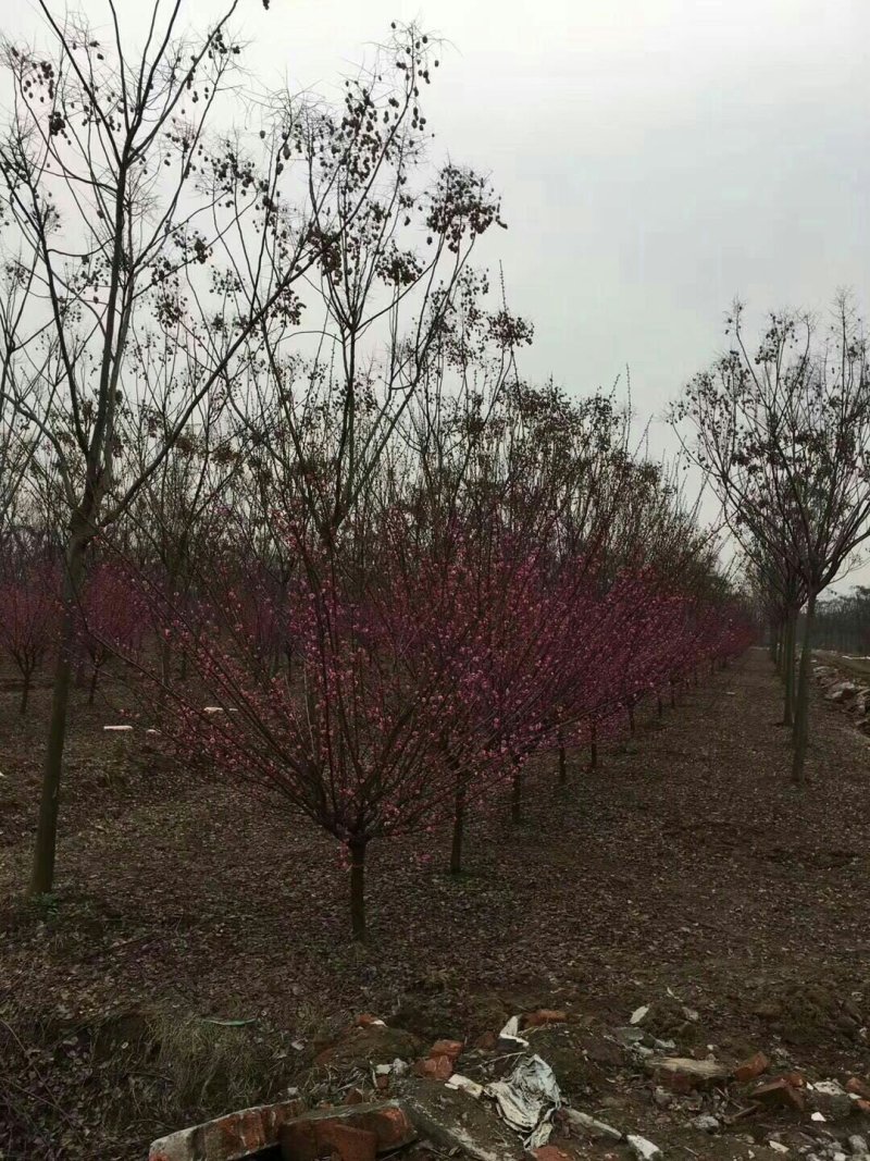 红梅6-7公分，规格齐全，质量保证