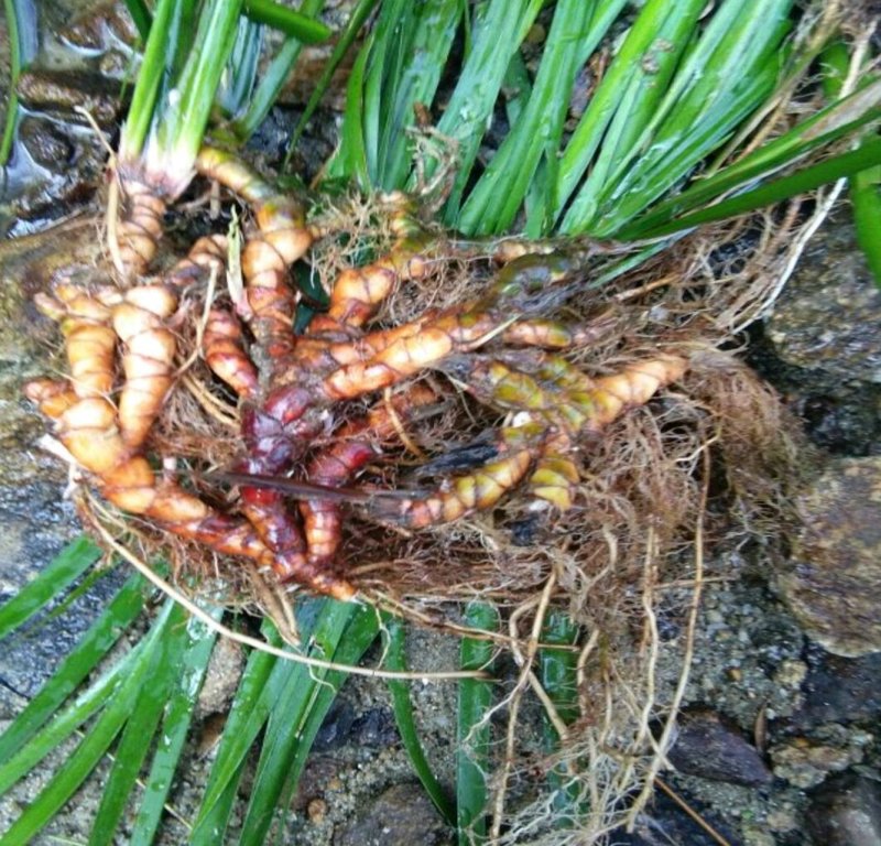 石菖蒲大叶干货