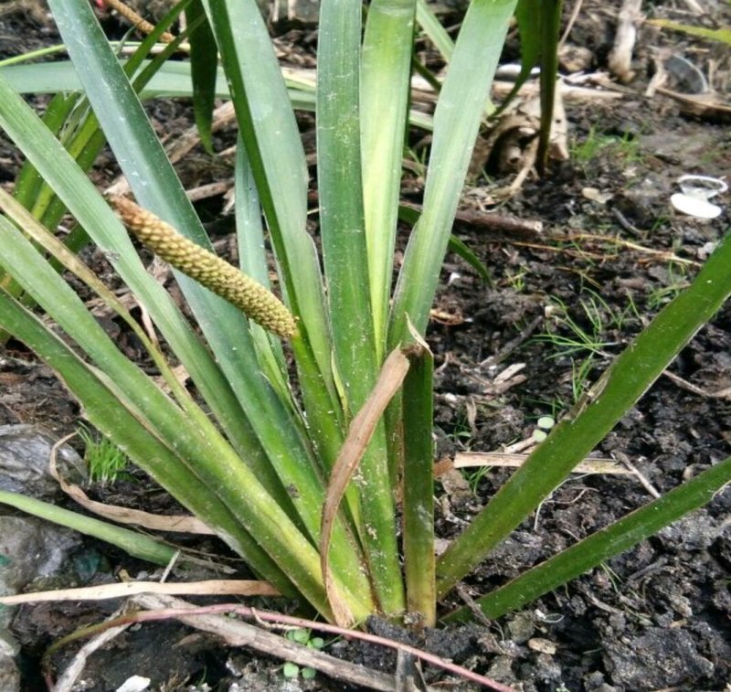 石菖蒲大叶干货